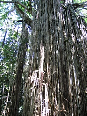 CairnsTC224 Curtain Fig Tree